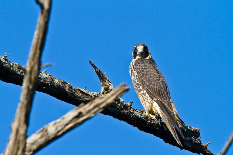 Peregrine Falcon